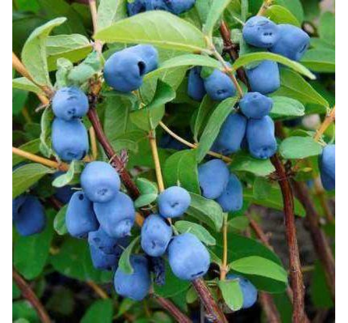 Жимолость сорт Індиго Джем 2 річна, конт. 1.5 л