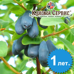 Саженцы жимолости сорт "Карина", 1-летние в контейнере P9