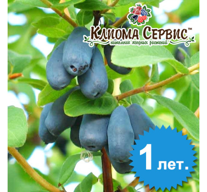 Саджанці жимолості сорт "Карина", 1-річні в контейнері P9