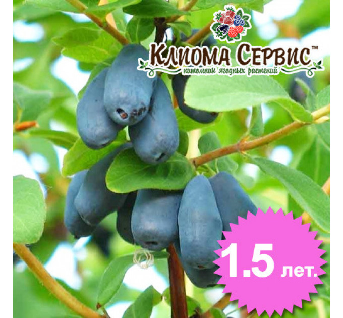 Саджанці жимолості "Карина", 1.5 річні (полуупакованные)