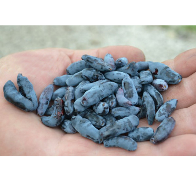 Саженцы жимолости сорт Сильгинка, 1 лет горшок 0.5 л