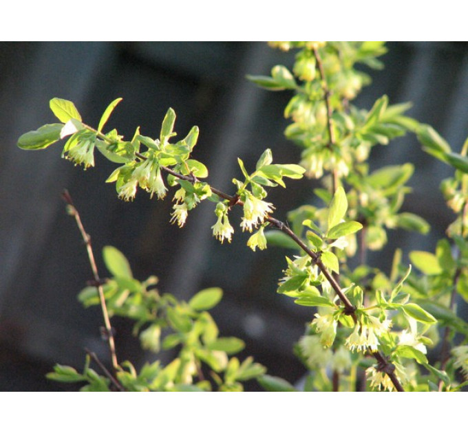 Саженцы жимолости сорт Сильгинка, 1 лет горшок 0.5 л