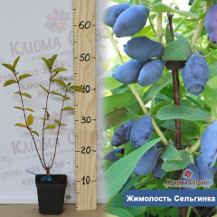 Саженцы жимолости сорт Сильгинка, 1 лет горшок 0.5 л