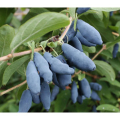 Жимолость сорт "Бакчарська", 2 річна, пакет 1.6 л