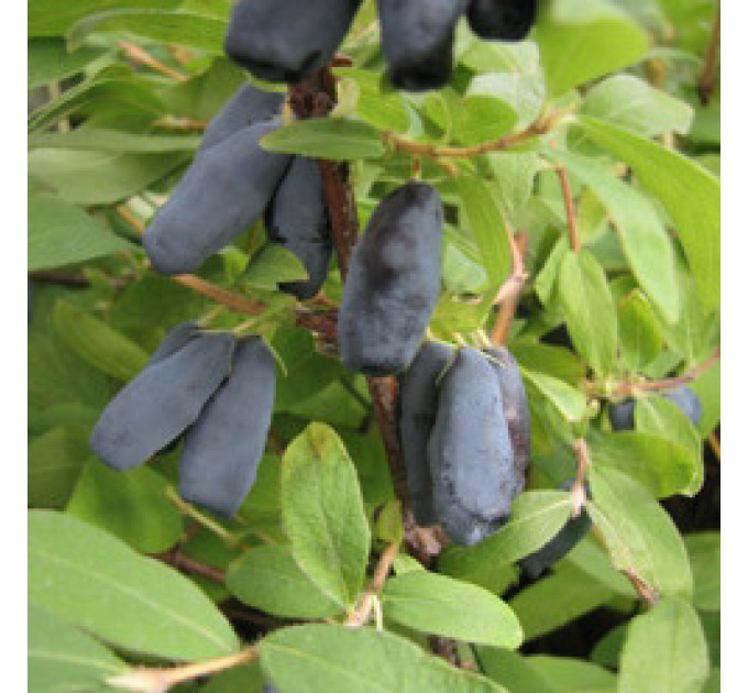 Саджанці жимолості сорт "Дует", 1 річні в контейнері Р9