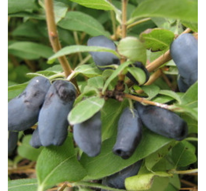 Саджанці жимолості сорт "Дует", 1 річні в контейнері Р9