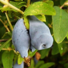 Саженцы жимолости сорт Югана 2 летние, конт. 1.5 л