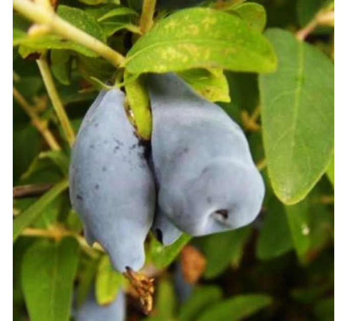 Саженцы жимолости сорт Югана 2 летние, конт. 1.5 л