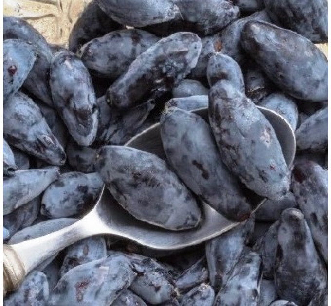 Саженцы жимолости Boreal Blizzard 2 летние, конт. 1.5 л