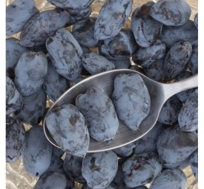 Саженцы жимолости сорт Boreal Best 2 летние, конт. 1.5 л