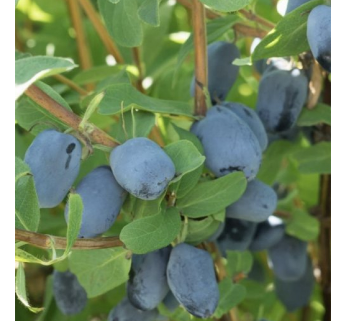 Жимолость съедобная сорт Boreal Beauty 2 летняя, конт. 1.5 л