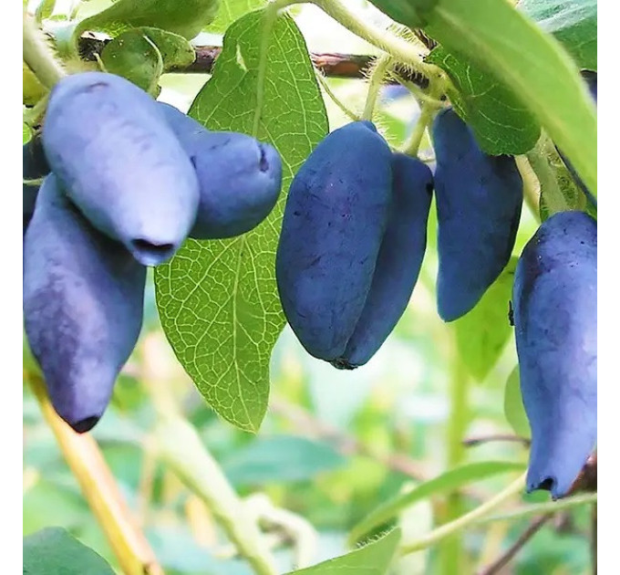 Жимолость сорт Blue Treasure, 2 роки конт. 5 л