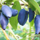 Жимолость сорт Blue Treasure, 2 роки конт. 5 л