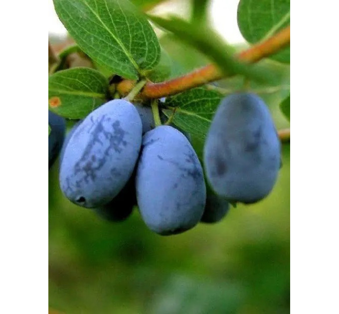 Жимолость сорт Blue Treasure, 2 роки конт. 5 л