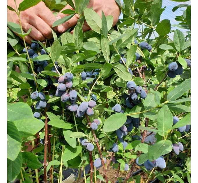 Жимолость сорт Blue Treasure, 2 роки конт. 5 л