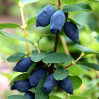 Саженцы жимолости "Дует" 1-летние полуупакованные Саженцы жимолости "Дует" 1-летние полуупакованные