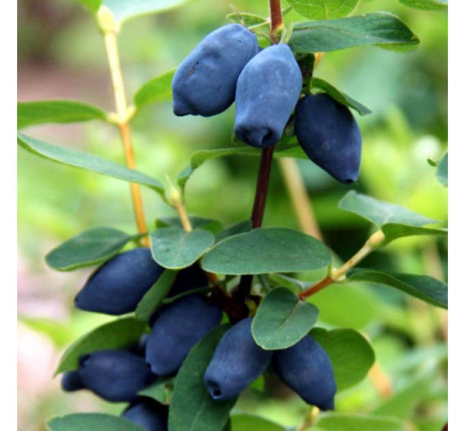 Саджанці жимолості "Дует" 1 річні, напівупаковані