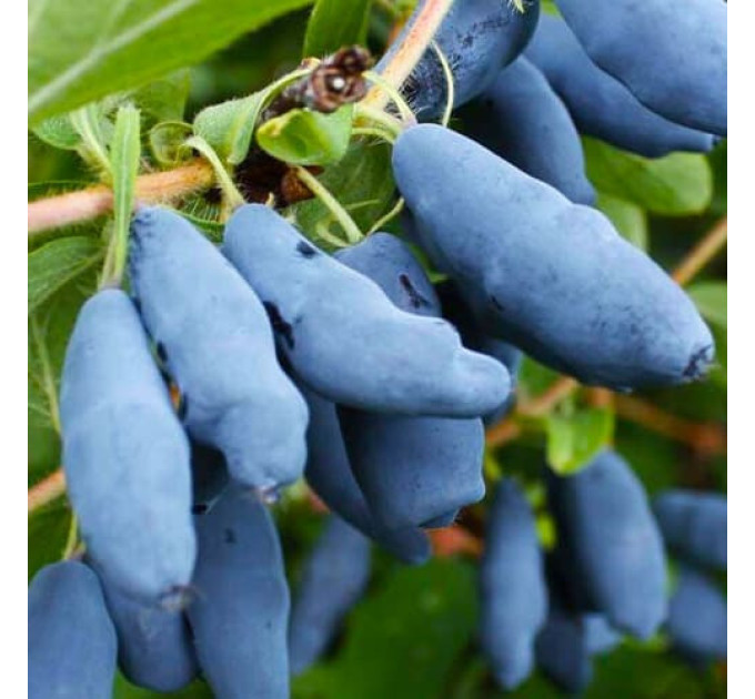 Саженцы жимолости Изумрудная, 2 лет 5 л