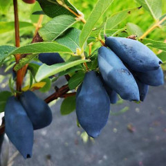 Саженцы жимолости Boreal Blizzard 2 летние, конт. 1.5 л