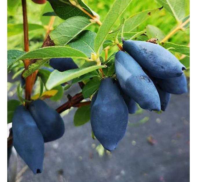 Саженцы жимолости сорт Boreal Blizzard 1 летние, конт. P9