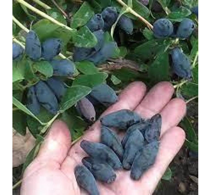 Саженцы жимолости сорт Boreal Blizzard 1 летние, конт. P9