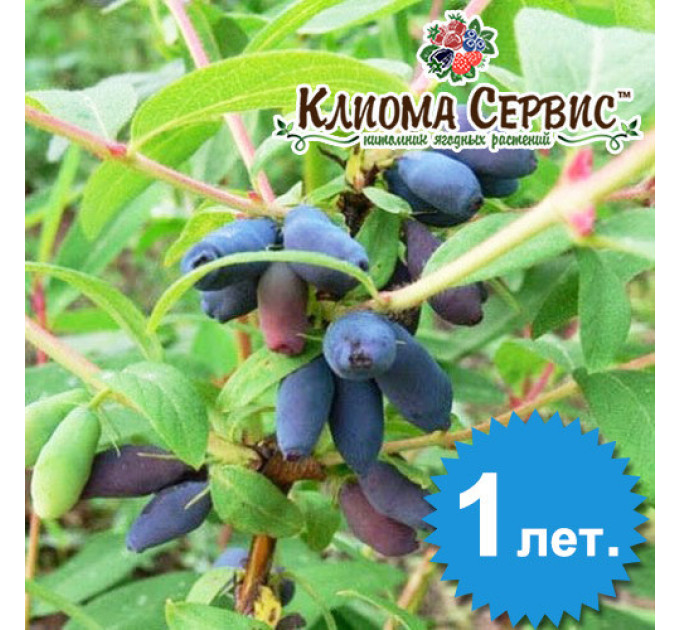 Саджанці жимолості сорт "Дует", 1 річні в контейнері Р9