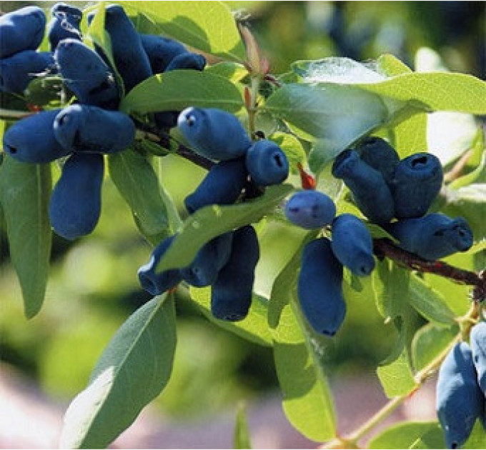 Саджанці жимолості "Дует" 1 річні, напівупаковані