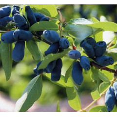 Саженцы жимолости "Карина", 3 летние, пакет 7.5 л