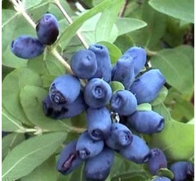 Жимолость сорт "Німфа", 1.5 річна (полуупакованные)