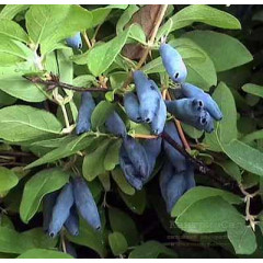 Саженцы жимолости сорт Голубое Веретено 4 летние, пакет 7.5 л