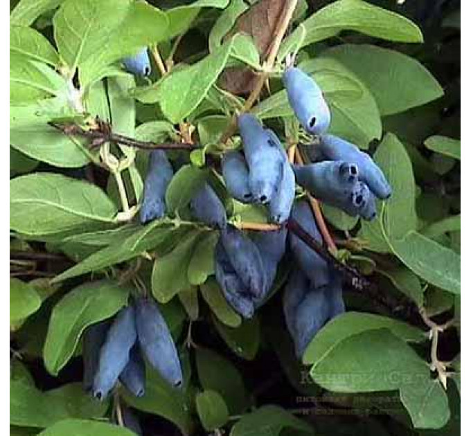Саженцы жимолости сорт Голубое Веретено 4 летние, пакет 7.5 л