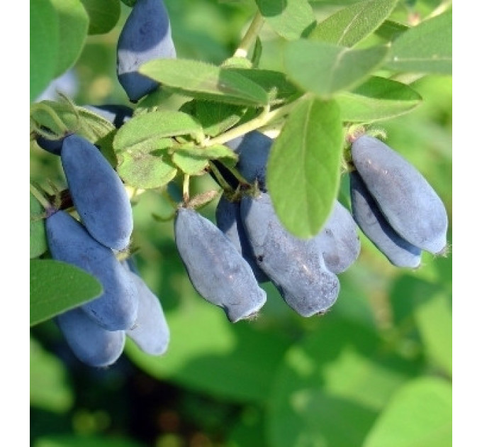 Жимолость сорт Амур 2 річна, напівупакована