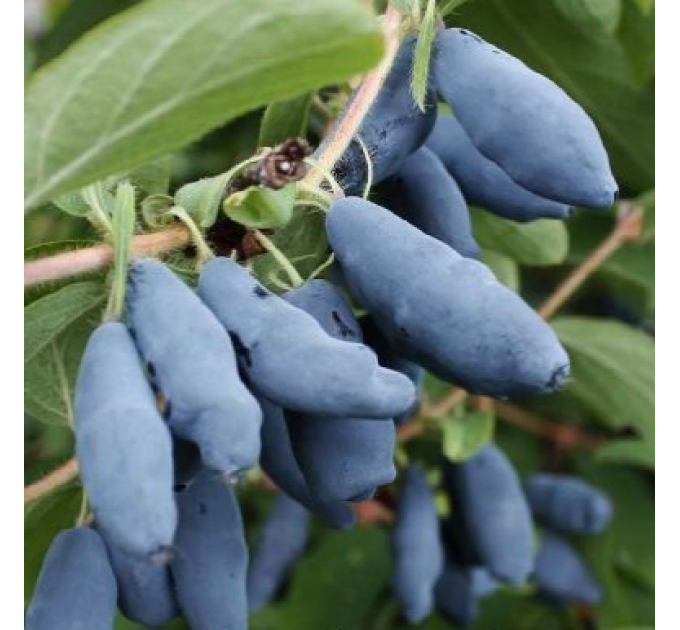 Саженцы жимолости "Ленинградский Великан" 3-летние, пакет 7.5 л