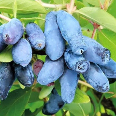 Саджанці жимолості Восторг, 2 роки 5 л