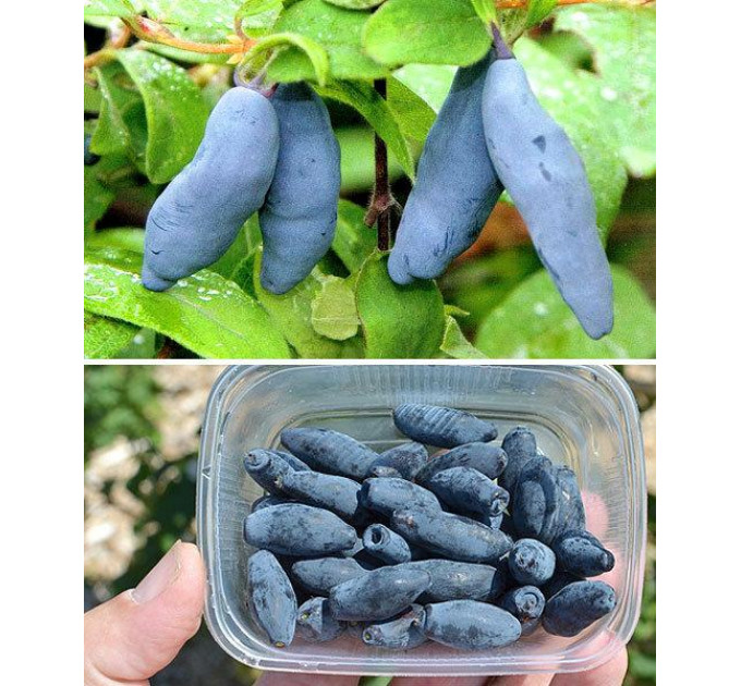 Саженцы жимолости Восторг, 2 лет 5 л