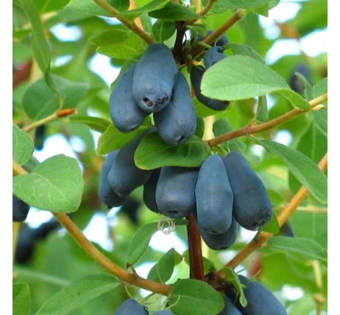 Жимолость сорт "Алісія" середньо-пізній термін, 1 річна напівупакована