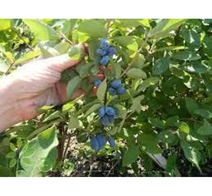 Саженцы жимолости сорт Тундра, 1 летнние 0.5 л