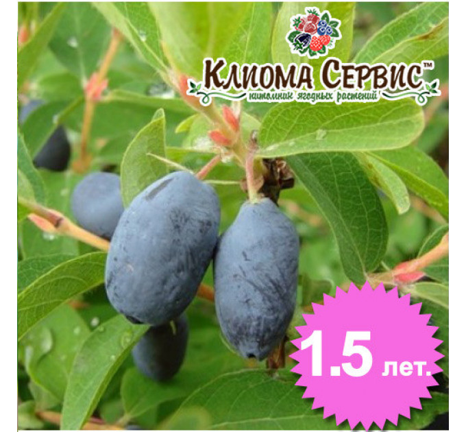 Жимолость сорт "Німфа", 1.5 річна (полуупакованные)