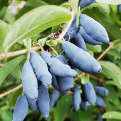 Саженцы жимолости Бакчарская, 3 летняя (горшок 5 л)