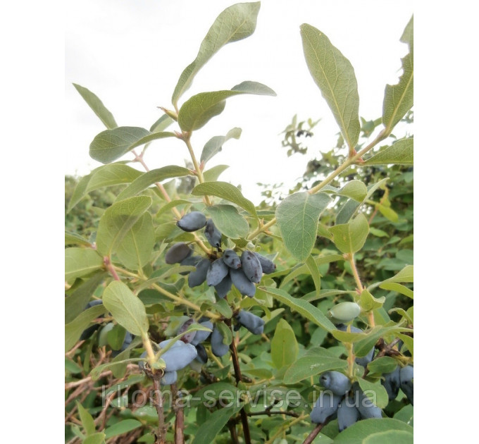 Саджанці жимолості сорт Нимфа, 3 річні конт. 10 л