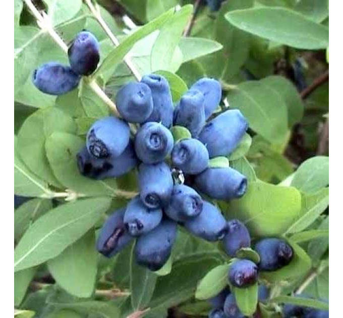 Жимолость сорт "Витаминная", контейнер Р9