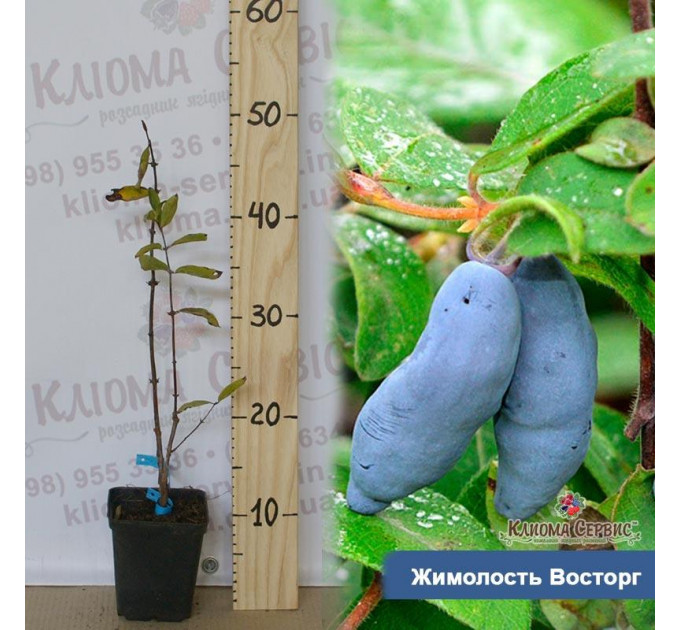 Саженцы жимолости Восторг, 2 лет 5 л