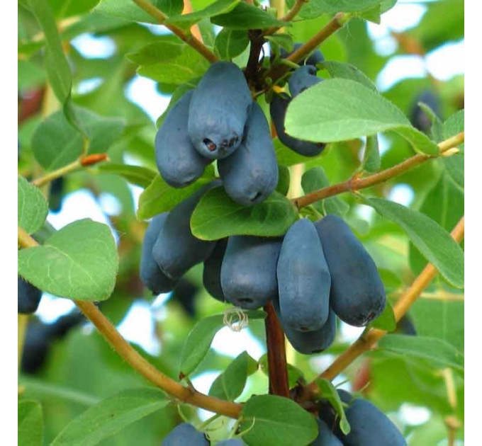 Жимолость сорт "Алисия", 3 года горшок 7.5 л