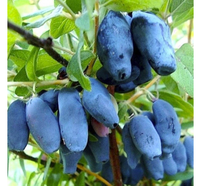 Жимолость сорт "Алисия", 3 года горшок 7.5 л