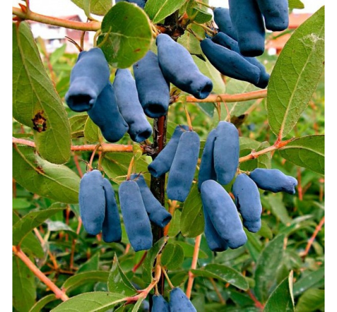 Саженцы жимолости сорт Спокуса, контейнер 0.5 л