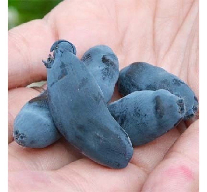 Жимолость сорт Стрежевчанка, 2 роки 5 л