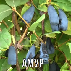 Жимолость сорт Амур ранній термін, 1 річна, напівупакована