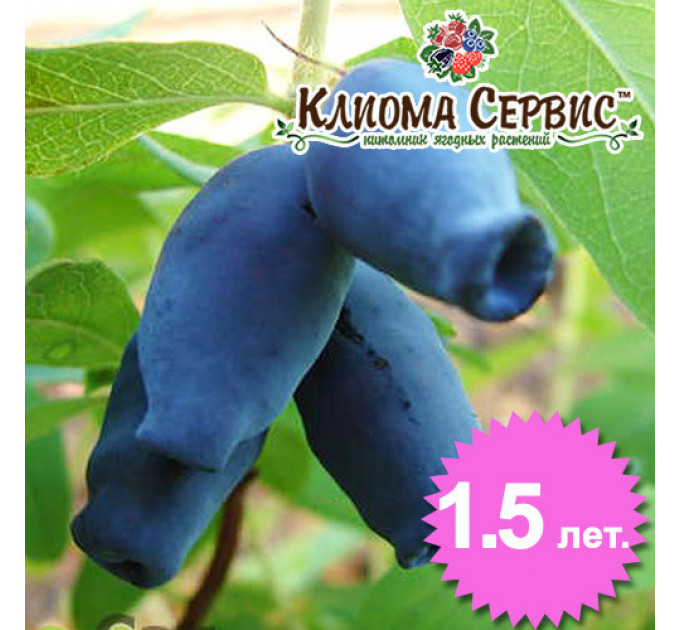 Жимолость сорт "Амфора", 1 літні Р9