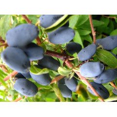Жимолость сорт Блакитне Веретено, 1 років контейнер 1 л