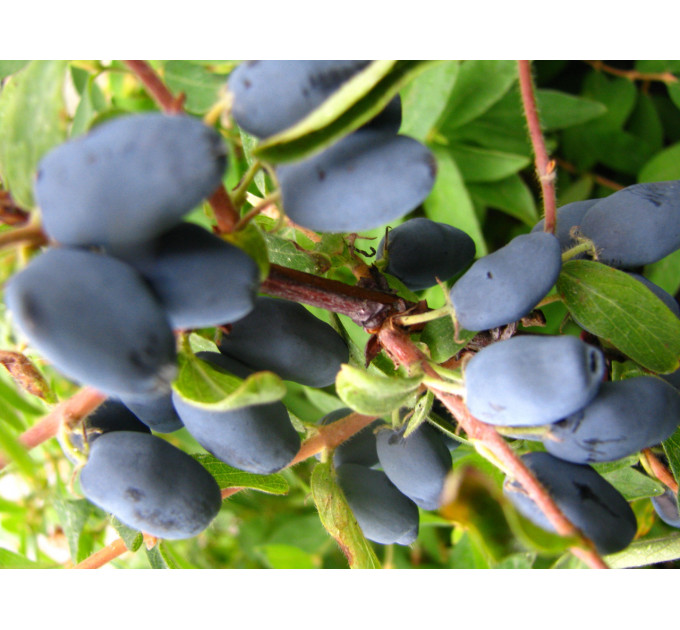 Жимолость сорт Голубое Веретено, 1 лет контейнер 1 л